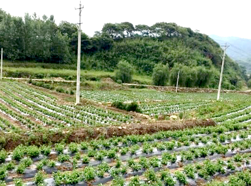 種植大戶